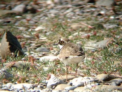 LITTLE RINGED PLOVER . IZTUSA BEACH . 21 / 4 / 2008