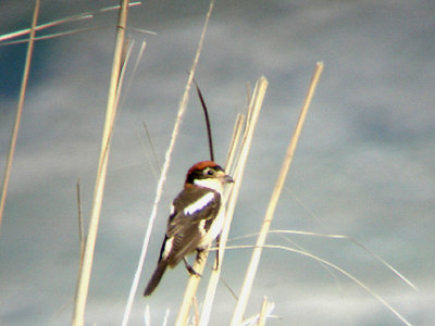 WOODCHAT SHRIKE . IZTUSA BEACH AREA . TURKEY . 21 / 4 / 2008