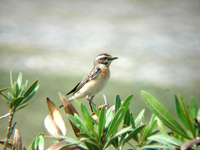 WHINCHAT . IZTUSA BEACH AREA . TURKEY. 21 / 4 / 2008