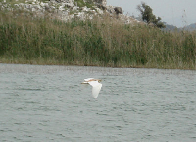 SQUACCO HERON . LAKE KOYCEGIZ . DALYAN . TURKEY . 21 / 4 / 2008