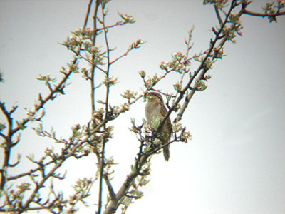 EURASIAN WRYNECK . Nr SEKI . TURKEY. 22 / 4 / 2008