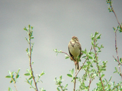 CORN BUNTING . Nr SEKI . TURKEY. 22 / 4 / 2008