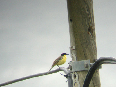 BLACK HEADED WAGTAIL . Nr SEKI . TURKEY. 22 / 4 / 2008