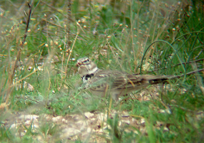 CALANDRA LARK . Nr SEKI . TURKEY. 22 / 4 / 2008