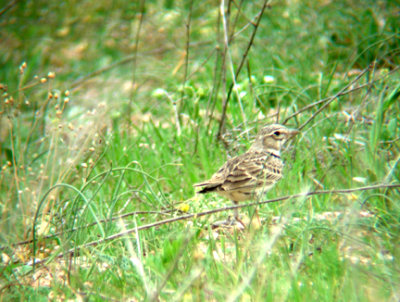 CALANDRA LARK . Nr SEKI . TURKEY. 22 / 4 / 2008