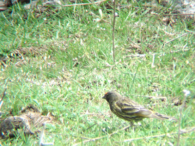 RED FRONTED SERIN . THR GUGU BELI PASS . TURKEY . 22 / 4 / 2008