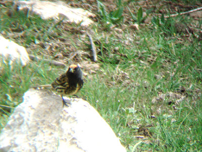 RED FRONTED SERIN . THE GUGU BELI PASS . TURKEY . 22 / 4 / 2008