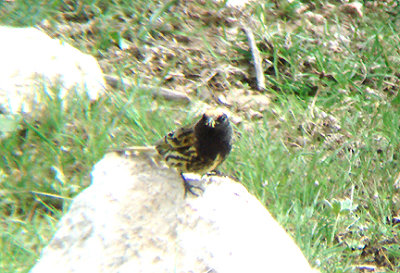 RED FRONTED SERIN . THE GUGU BELI PASS . TURKEY . 22 / 4 / 2008
