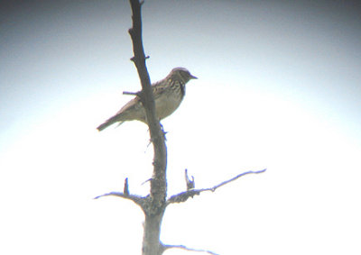 TREE PIPIT . THE GUGU BELI PASS . TURKEY . 22 / 4 / 2008