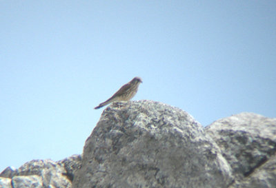 LESSER KESTREL . THE GUGU BELI PASS . TURKEY . 22 / 4 / 2008