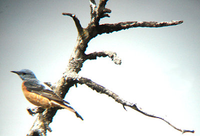 RUFOUS-TAILED ROCK THRUSH . THE GUGU BELI PASS . TURKEY . 22 / 4 / 2008