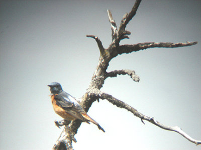 RUFOUS-TAILED ROCK THRUSH . THE GUGU BELI PASS . TURKEY . 22 / 4 / 2008