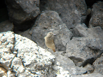 RUFOUS-TAILED ROCK THRUSH ( Female ) . THE GUGU BELI PASS . TURKEY . 22 / 4 / 2008
