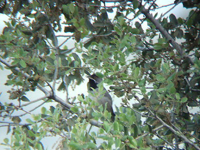 RUPPELLS WARBLER . OVACIK . TURKEY. 23 / 4 / 2008