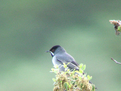 RUPPELLS WARBLER . OVACIK . TURKEY. 23 / 4 / 2008