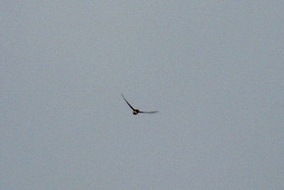 RED RUMPED SWALLOW . OVACIK . TURKEY. 23 / 4 / 2008