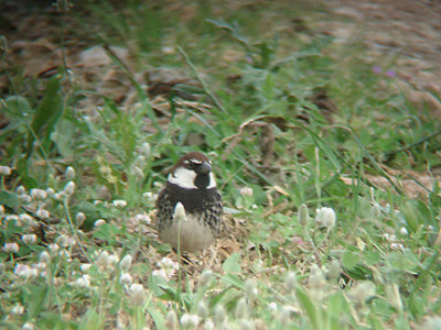 SPANISH SPARROW . OVACIK . TURKEY. 24 / 4 / 2008