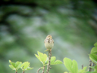CORN BUNTING . OVACIK . TURKEY. 24 / 4 / 2008