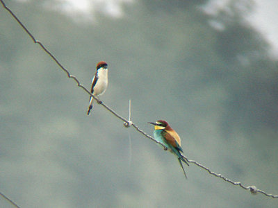 WOODCHAT SHRIKE & EUROPEAN BEE EATER . OVACIK . TURKEY . 24 / 4 / 2008