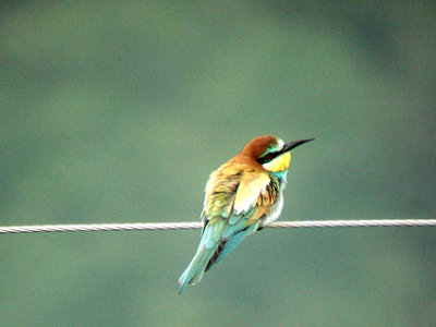 EUROPEAN BEE EATER . OVACIK . TURKEY. 24 / 4 / 2008