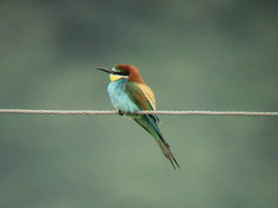 EUROPEAN BEE EATER . OVACIK . TURKEY. 24 / 4 / 2008