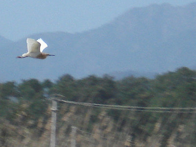 SQUACCO HERON . FETHIYE MARSHES . TURKEY. 24 / 4 / 2008