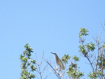 SQUACCO HERON . FETHIYE MARSHES . TURKEY. 24 / 4 / 2008