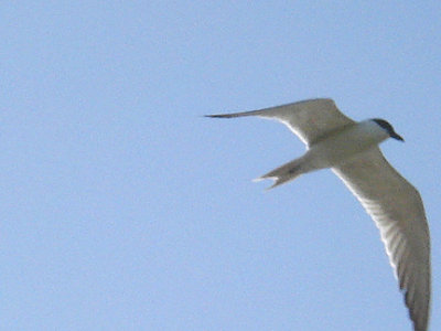 GULL BILLED TERN . FETHIYE BAY . TURKEY. 25 / 4 / 2008