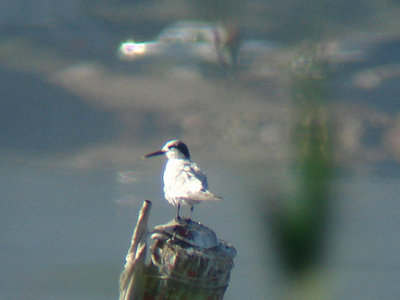 SANDWICH TERN . FETHIYE BAY . TURKEY. 25 / 4 / 2008
