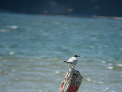 SANDWICH TERN . FETHIYE BAY . TURKEY. 25 / 4 / 2008