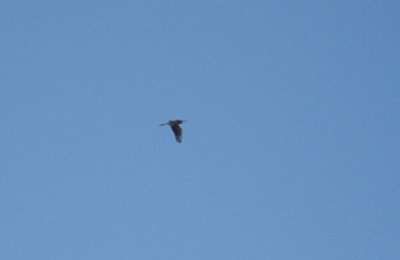PURPLE HERON . FETHIYE BAY . TURKEY. 25 / 4 / 2008