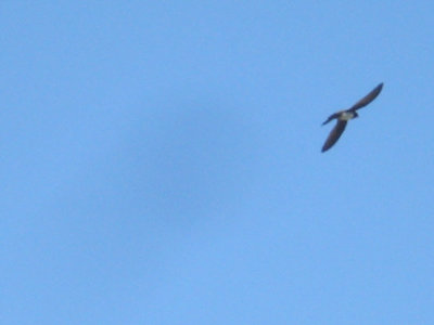 ALPINE SWIFT . FETHIYE MARSHES . TURKEY. 25 / 4 / 2008