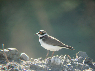LITTLE RINGED PLOVER . FETHIYE MARSH . TURKEY . 25 / 4 / 2008