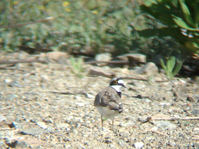 LITTLE RINGED PLOVER . FETHIYE MARSH . TURKEY . 25 / 4 / 2008