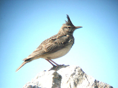 CRESTED LARK . FETHIYE MARSHES . TURKEY. 25 / 4 / 2008