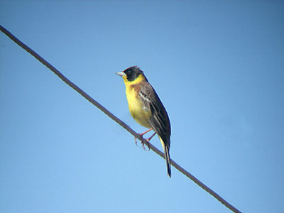 BLACK HEADED BUNTING . FETHIYE MARSH . TURKEY . 25 / 4 / 2008
