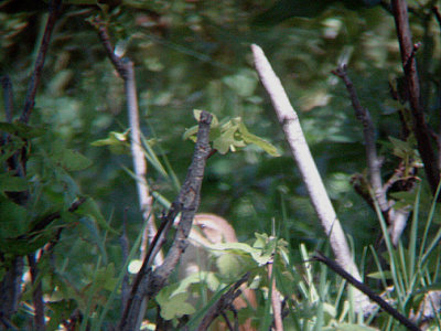 RUFOUS BUSH ROBIN . FETHIYE MARSHES . TURKEY . 25 / 4 / 2008