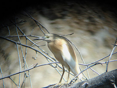 SQUACCO HERON . FETHIYE MARSHES . TURKEY. 25 / 4 / 2008