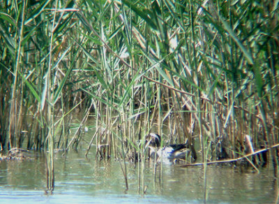 GARGANEY . FETHIYE MARSHES . TURKEY. 25 / 4 / 2008