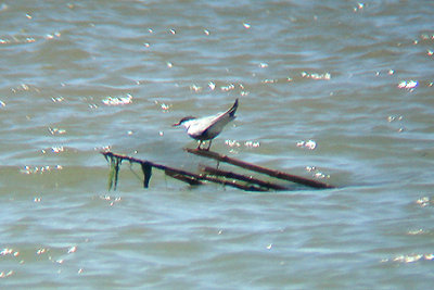 WHISKERED TERN . FETHIYE BAY . TURKEY. 25 / 4 / 2008