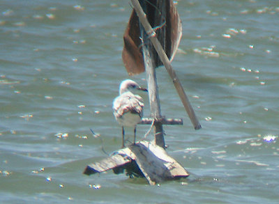 MEDITERRANEAN GULL . FETHIYE BAY . TURKEY . 25 / 4 / 2008
