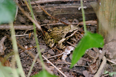 COMMON FROG ( Rana temporaria ) . 17 SUNHILL AVENUE . TOPSHAM . DEVON . 8 . 7 . 2017.JPG