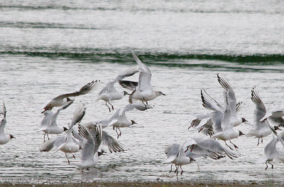 MEDITERRANEAN GULL ( Juvenile ) , BOWLING GREEN MARSH , TOPSHAM , DEVON , 15 , 7 , 2017