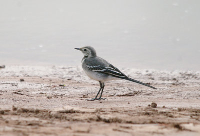 PIED WAGTAIL ( Juvenile ) . BOWLING GREEN MARSH . TOPSHAM . DEVON . 16 . 7 . 2017