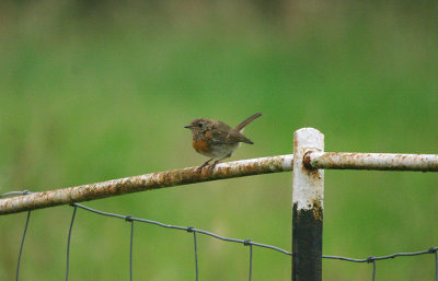 EUROPEAN ROBIN ( Juvenile ) . Nr EXMINSTER . DEVON . 19 . 7 . 2017