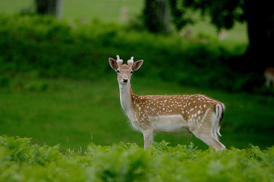 FALLOW DEER ( Dama dama ) . POWDERHAM PARK . DEVON . 23 . 7 . 2017