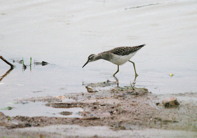 WOOD SANDPIPER ( Juvenile ) . BOWLING GREEN MARSH . TOPSHAM . DEVON . 26 / 7 / 2017