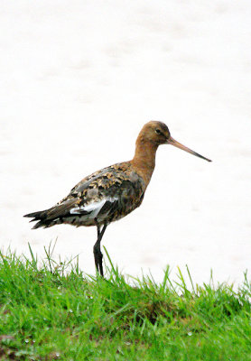 BLACK-TAILED GODWIT . BOWLING GREEN MARSH . TOPSHAM . DEVON . 26 / 7 / 2017