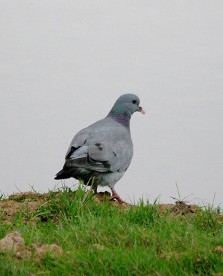 STOCK DOVE . BOWLING GREEN MARSH . TOPSHAM . DEVON . 28 . 7 . 2017