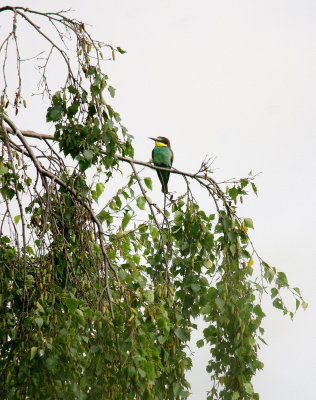 EUROPEAN BEE-EATER . Nr EAST LEAKE . NOTTINGHAMPSHIRE . 29 / 7 / 2017
